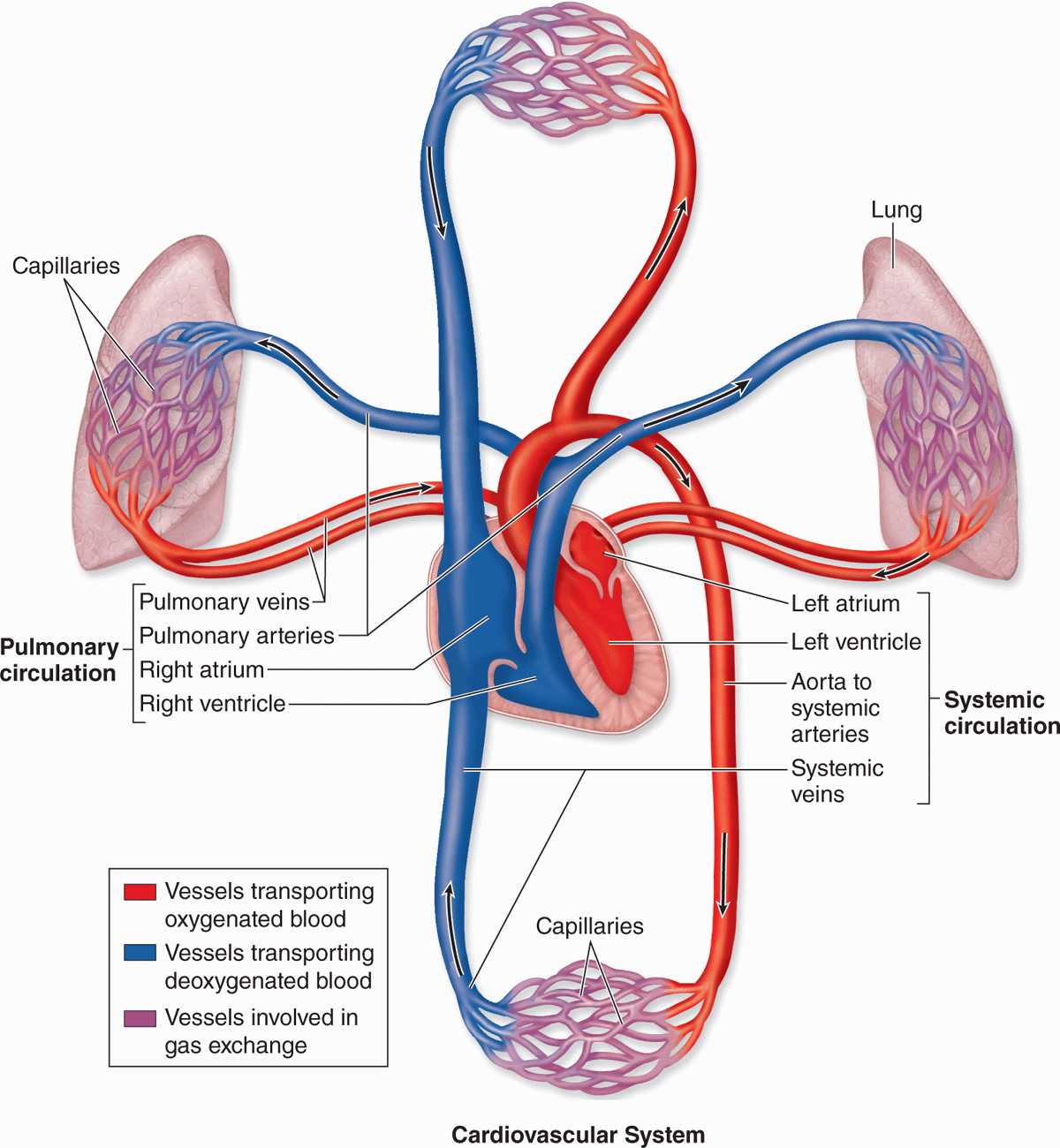Blood_flow_8 Blood_flow_8